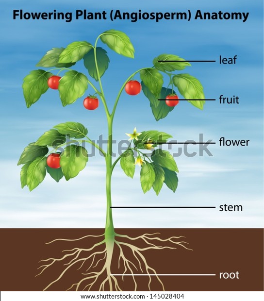 Illustration Showing Parts Tomato Plant Stock Vector (Royalty Free ...