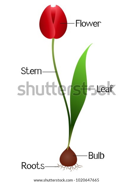 Illustration Showing Parts Tulip Plant Stock Vector (Royalty Free ...