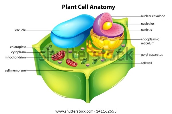 Illustration showing the\
plant cell\
anatomy