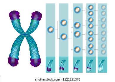 Illustration showing the position of telomeres at the end of our chromosomes. Telomere shortening - with every cell division and during different pathological processes.