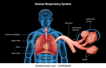 Illustration Showing Respiratory System Stock Vector (Royalty Free ...