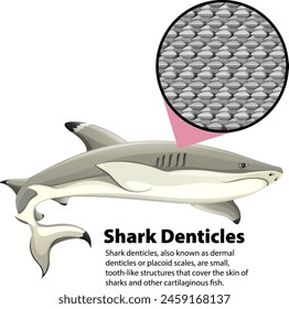 Ilustración con dentículos de tiburón y piel aumentada