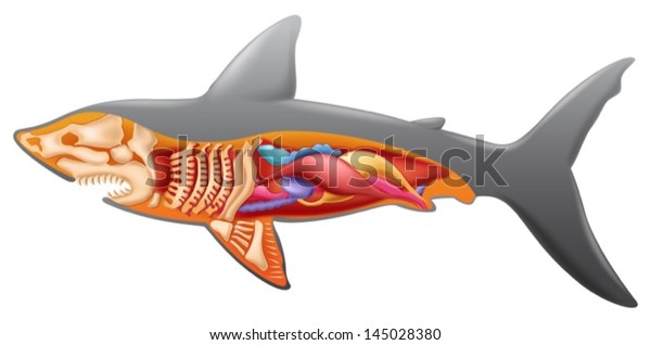 サメの解剖図 のベクター画像素材 ロイヤリティフリー