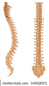 Illustration showing the spinal vertebrae