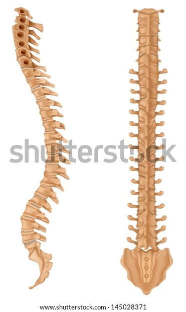 Illustration Showing Spinal Vertebrae Stock Vector (Royalty Free ...