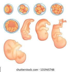 6,866 Human Embryo Development Images, Stock Photos & Vectors ...