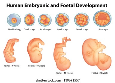 Illustration showing stages in human embryonic development