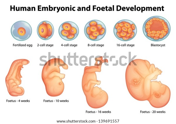 Illustration Showing Stages Human Embryonic Development Stock Vector