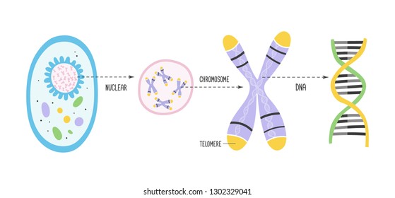 Illustration showing the structure of chromosome and position of telomeres and DNA. Vector