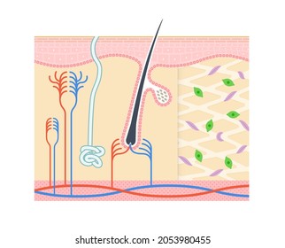 Illustration, die die Struktur der dermis.Not Notation zeigt.