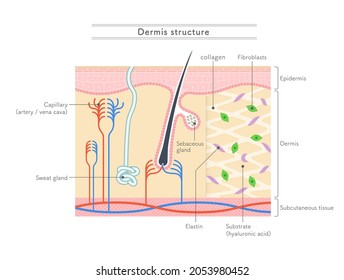 Illustration Showing The Structure Of The Dermis.English Notation.