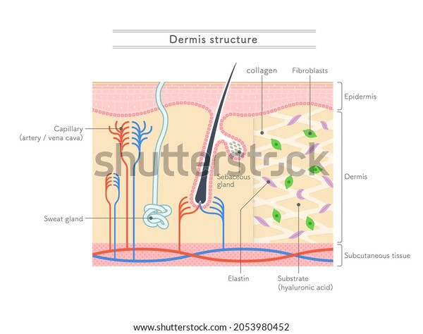 Illustration Showing Structure Dermisenglish Notation Stock Vector ...