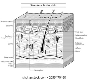 200 Stratum basale Images, Stock Photos & Vectors | Shutterstock