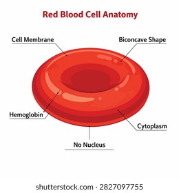 Illustration showing the structure of a red blood cell with labeled components like hemoglobin and cytoplasm