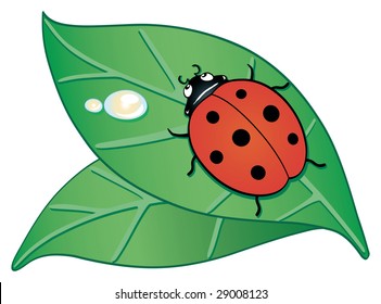 Illustration showing two leaves above with a ladybird