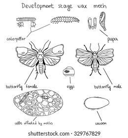 Illustration showing the various stages of the development of the wax moth. From eggs and ending with adult. Vector infographics about the wax moth.