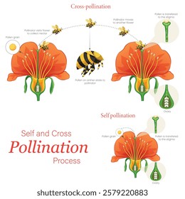 An illustration shows a bee aiding pollination, comparing self-pollination within the same flower and cross-pollination between different flowers.