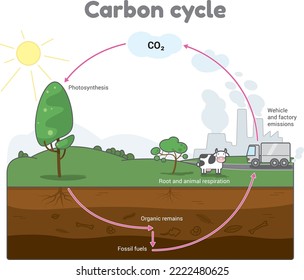 Illustration shows the carbon cycle in nature. One from the collection of cycles