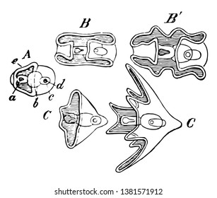 La ilustración muestra la forma primitiva común de Echinodermata, un holoturido vermiforme, un pluteiforme o equínido, boca, estómago, intestino y ano, dibujo de línea vintage o ilustración de grabado.