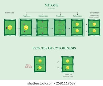 An illustration shows the diagram of mitosis and cytokinesis in a plant cell, depicting stages of division and the formation of a new cell wall.