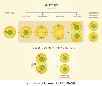 An illustration shows the diagram of mitosis and cytokinesis in an animal cell, depicting cell division stages and membrane pinching to form two new cells.