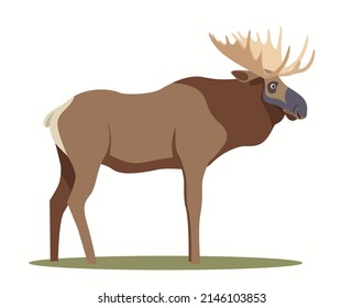 The illustration shows a elk.