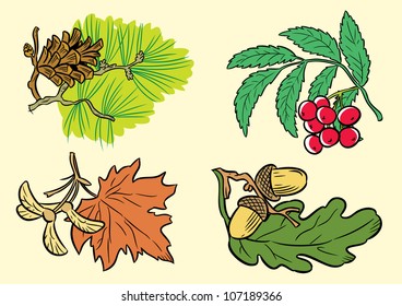 The illustration shows a few types of leaves of different species of trees.