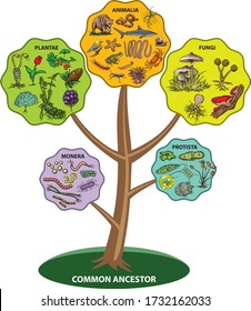 Illustration shows five Kingdom Classification System.