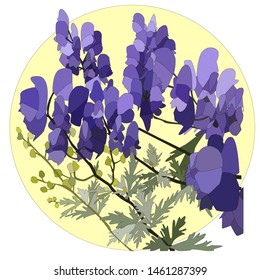 The illustration shows the flowers, leaves and stems of Aconite. The picture can be used in postcards or for homeopathic, Botanical companies.