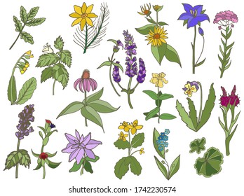 The illustration shows forest and wild flowers.