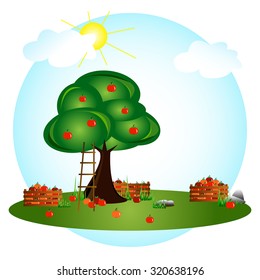 The illustration shows the harvest of apples
