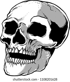 The illustration shows a human skull. 