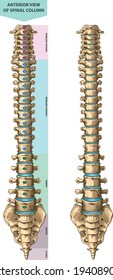 Illustration shows human spine anatomy - anterior view. Suitable for medical and orthopedic posters and infographics.