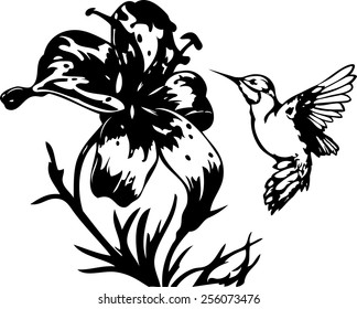 The illustration shows the hummingbird near a beautiful  flowers. Illustration done on separate layers, black contour isolated on white background.
