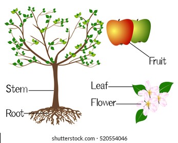 The illustration shows part of the apple plants.