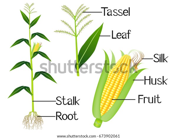 Illustration Shows Part Corn Plants Stock Vector (Royalty Free) 673902061