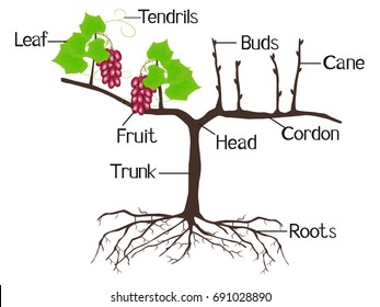 The illustration shows part of the grape plants.