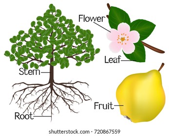 The illustration shows part of the quince plants.