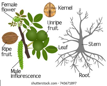 The illustration shows part of the walnut plants.