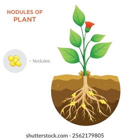 An illustration shows plant root nodules, highlighting their role in housing nitrogen-fixing bacteria, crucial for enriching soil and supporting plant growth.