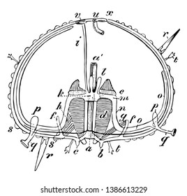 Illustration shows Sea urchin section. It shows mouth, gullet, teeth, lips, falces, muscles, vessels, spines, anus & ocular spot, vintage line drawing or engraving illustration.