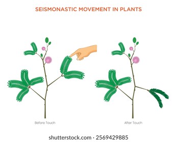 An illustration shows seismonastic movement as a human hand touches a sensitive plant Shameplant, causing its leaves to close rapidly in response to the stimulus.