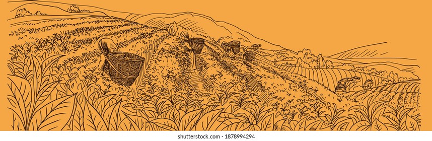 The illustration shows tea harvesting on the mountain slopes of India. Girls in national clothes collect tea leaves in baskets. Mountains, tea, slope, harvesting, India, girl