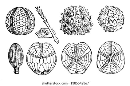 Illustration shows various sea urchin fossils Which includes Palaeechinus, Carboniferous, A plate and radiole of Archaeolcidaris,  A radiole of Cidaris, Mid, Jurassic, Salenia, Cretaceous,  vintage