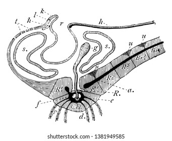 Illustration shows vertical section through disc and base of one of the arms of Antedon rosacea. This section is inter-radial on the left, radial on the right, vintage line drawing or engraving