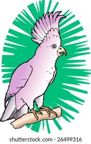 Illustration shows a white parrot cockatoo