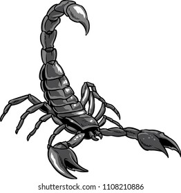 The illustration shows a wild scorpion. 