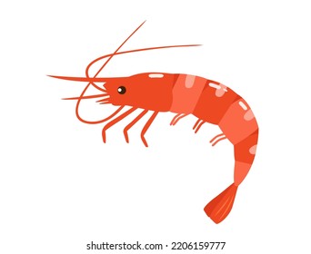 It is an illustration of shrimp.