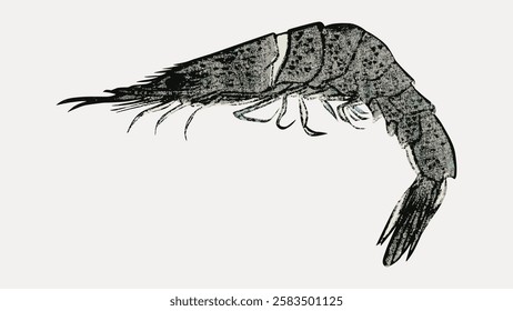 Illustration of a shrimp in black and white, detailed textures and patterns. The shrimp's form is highlighted, emphasizing its segmented body and antennae. Vintage marine life illustration vector.