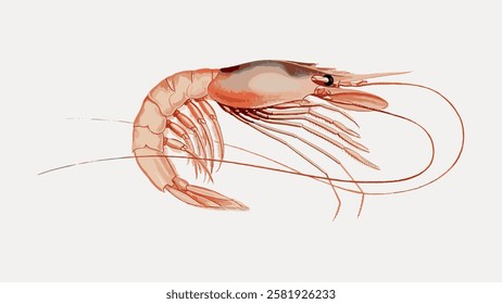 Illustration of a shrimp with detailed legs and antennae. The shrimp is depicted in a natural pose, showcasing its curved body and intricate shell details. Vintage marine life illustration vector.